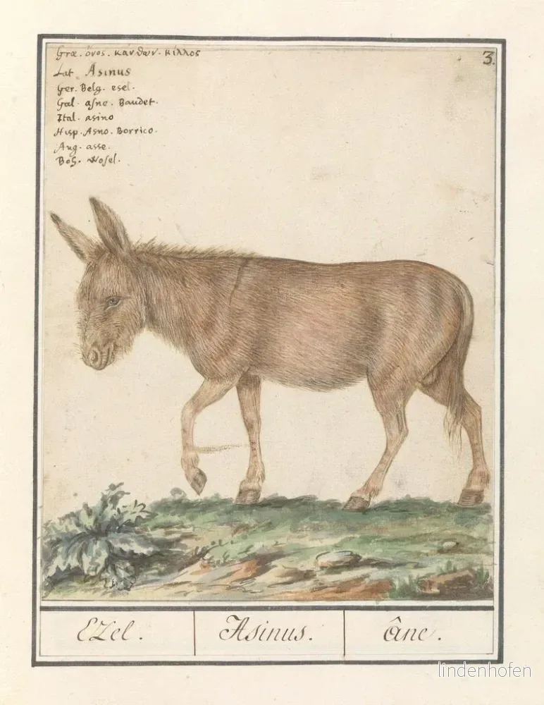 Målning Ezel Donkey Cheval africain Ezel Donkey - Anselmus Botius de Boodt | Konsttryck - Bild 2