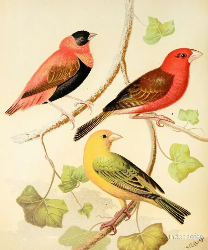 Tisserands, bouvreuil orange och safranparakit från Madagaskar - W. A. Blakston | Konsttryck - Bild 2