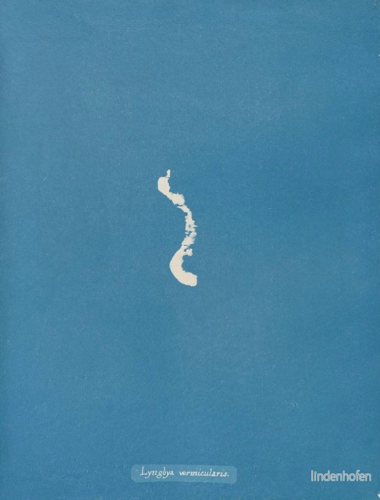 Målning Lyngbya vermicularis - Anna Atkins - Bild 2