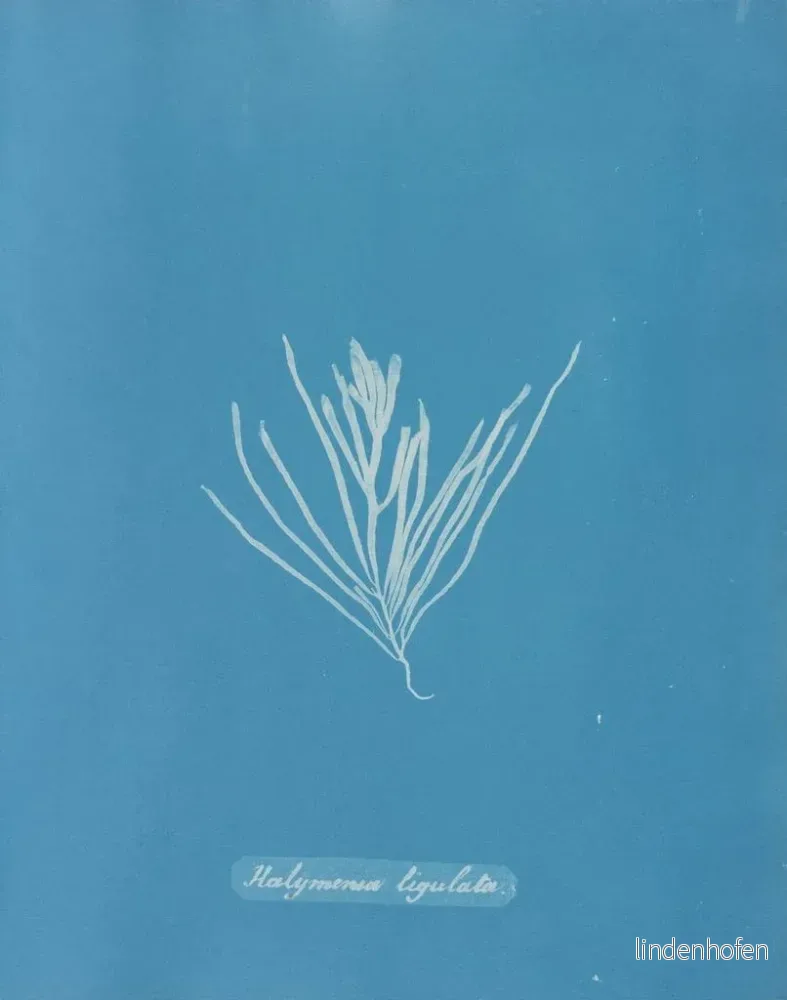 Målning Hylemenia ligulata - Anna Atkins - Bild 2