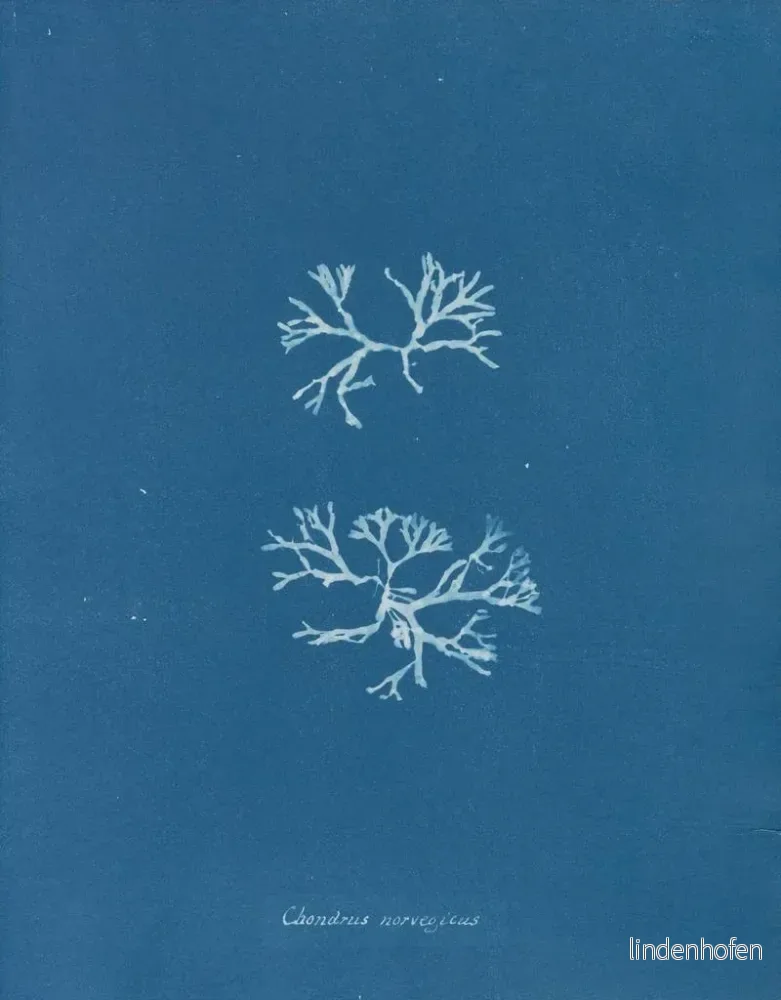 Målning Chondrus norvegicus - Anna Atkins | Konsttryck - Bild 2