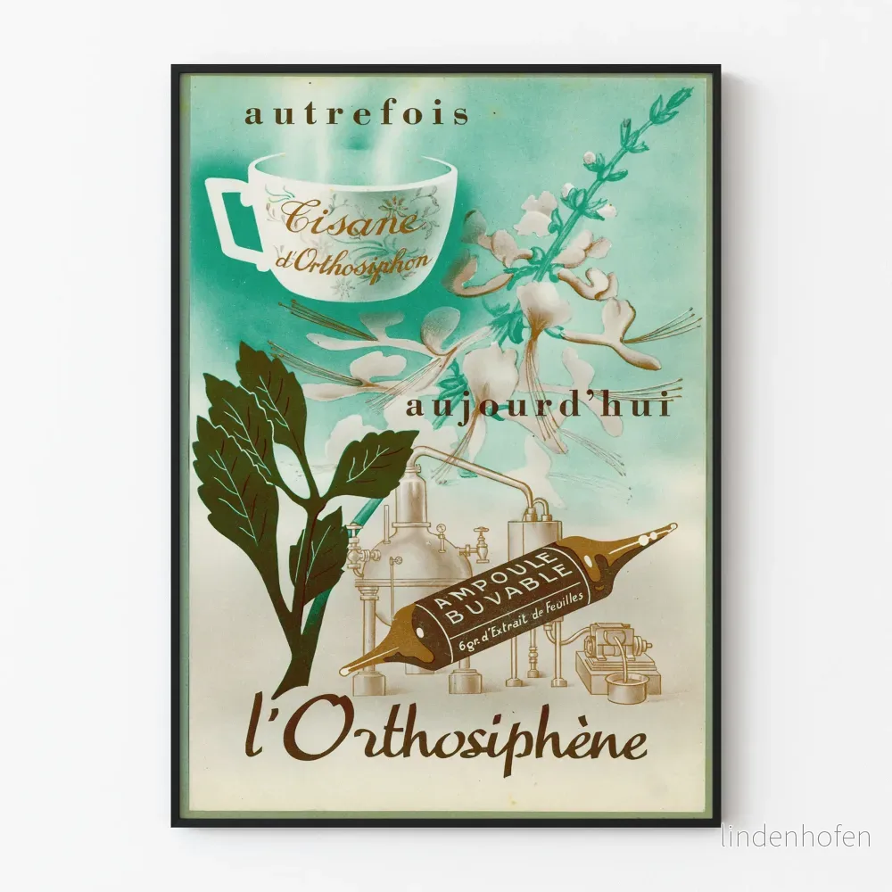 Vintageposter för ortosifén-tisane för väggdekoration
