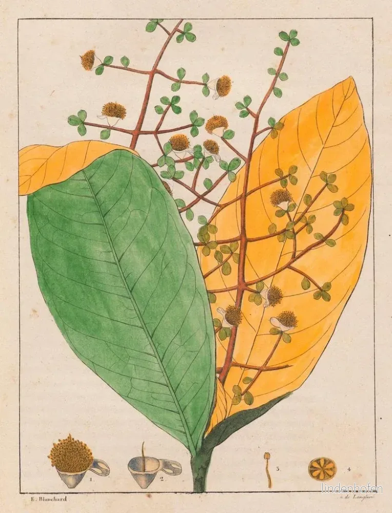 Målning Calyptranthes aromatica - Auguste de Saint-Hilaire | Konsttryck - Bild 2