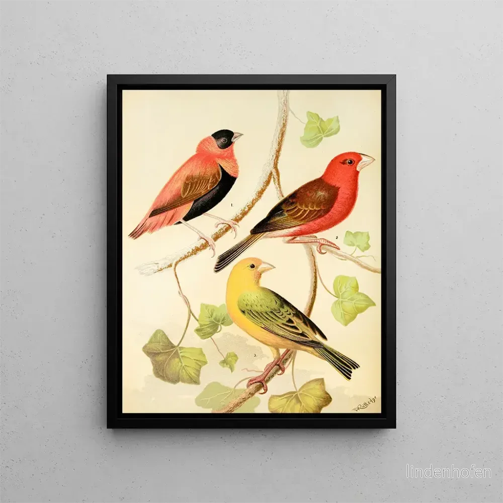 Tisserands, bouvreuil orange och safranparakit från Madagaskar – W. A. Blakston | Konsttryck Tisserands, bouvreuil orange och safranparakit från Madagaskar – W. A. Blakston | Konsttryck