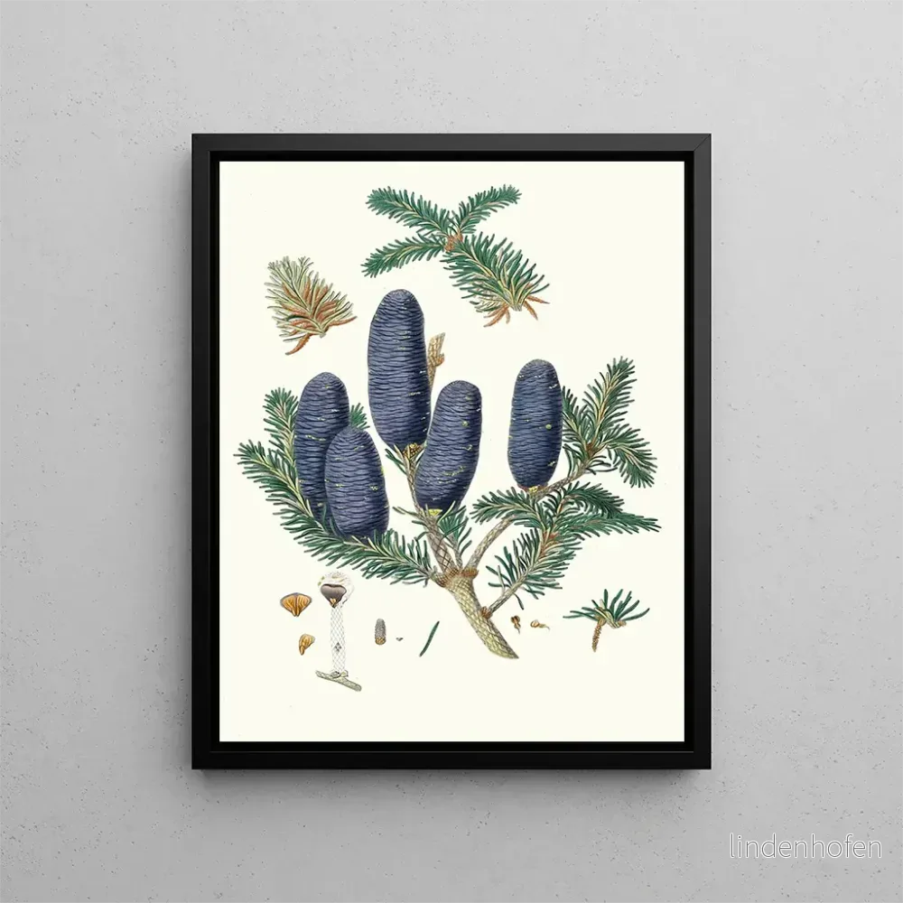 Målning Pinus spectabilis - Aylmer Bourke Lambert