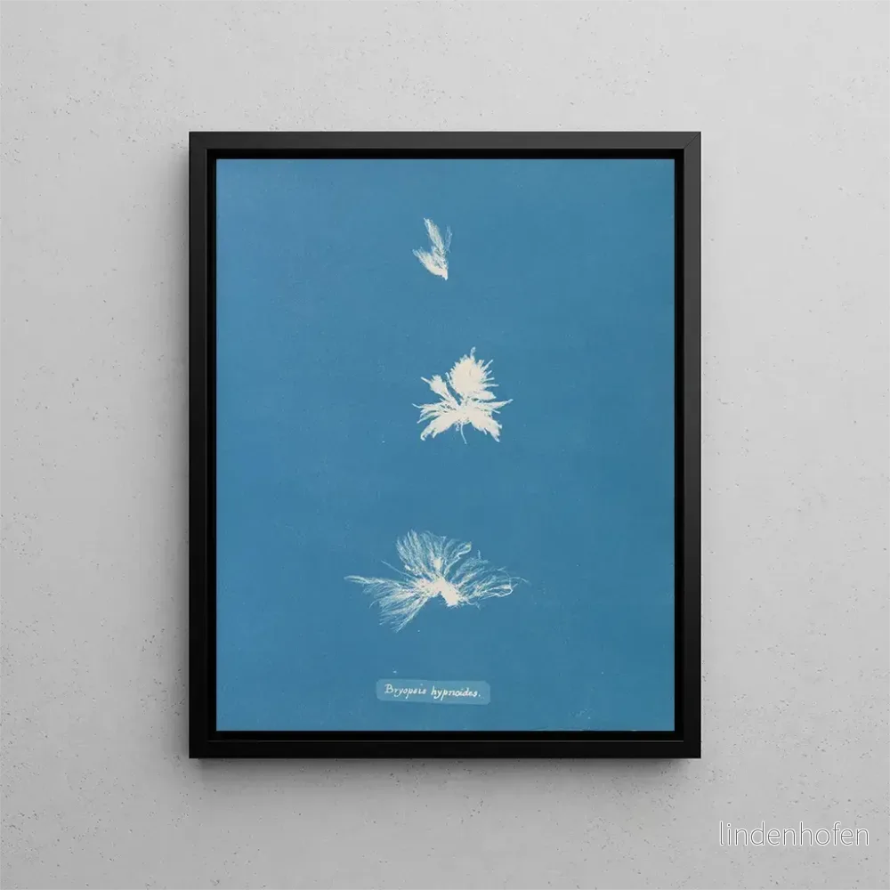 Målning Bryopsis hypnoides - Anna Atkins | Konsttryck