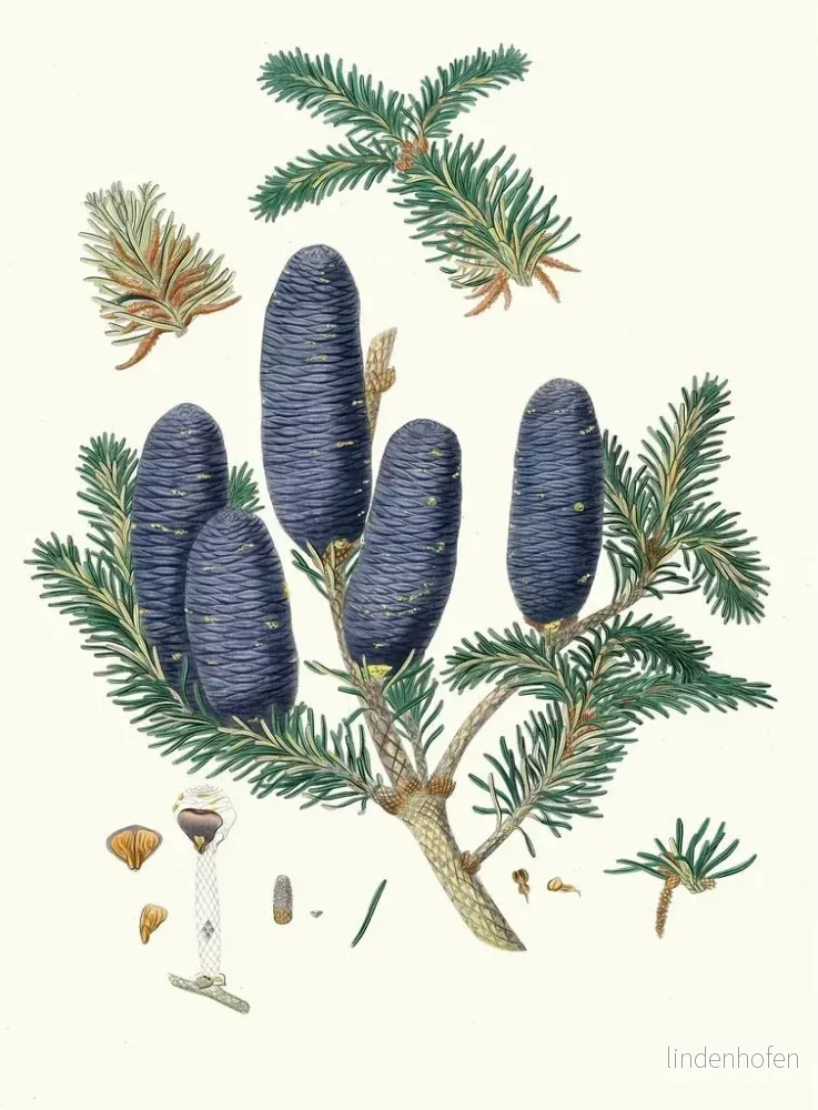 Målning Pinus spectabilis - Aylmer Bourke Lambert - Bild 2