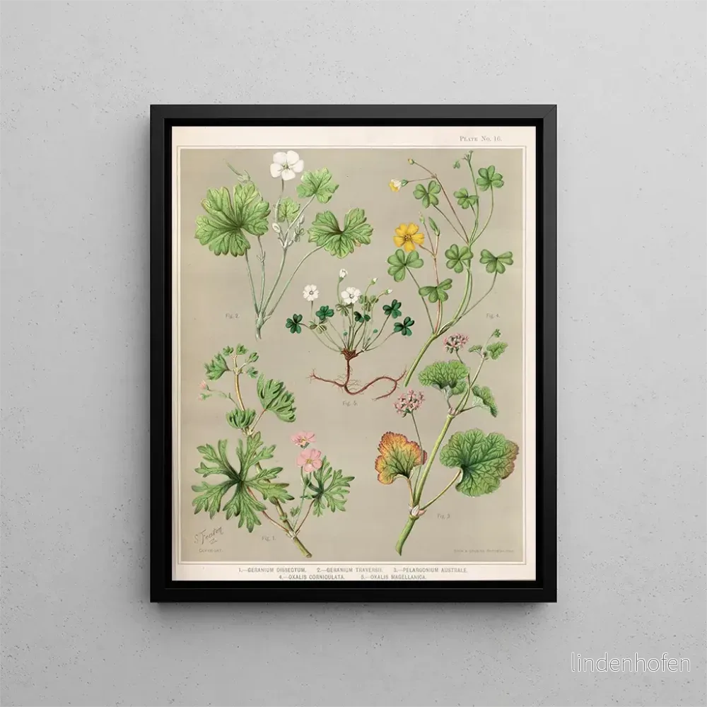 Målning 1 Géranium dissectum 2 Géranium traversii 3 Pélargonium australe 4 Oxalis corniculata 5 Oxalis magellanica – Sarah Featon | Konsttryck Målning 1 Géranium dissectum 2 Géranium traversii 3 Pélargonium australe 4 Oxalis corniculata 5 Oxalis magellanica – Sarah Featon | Konsttryck