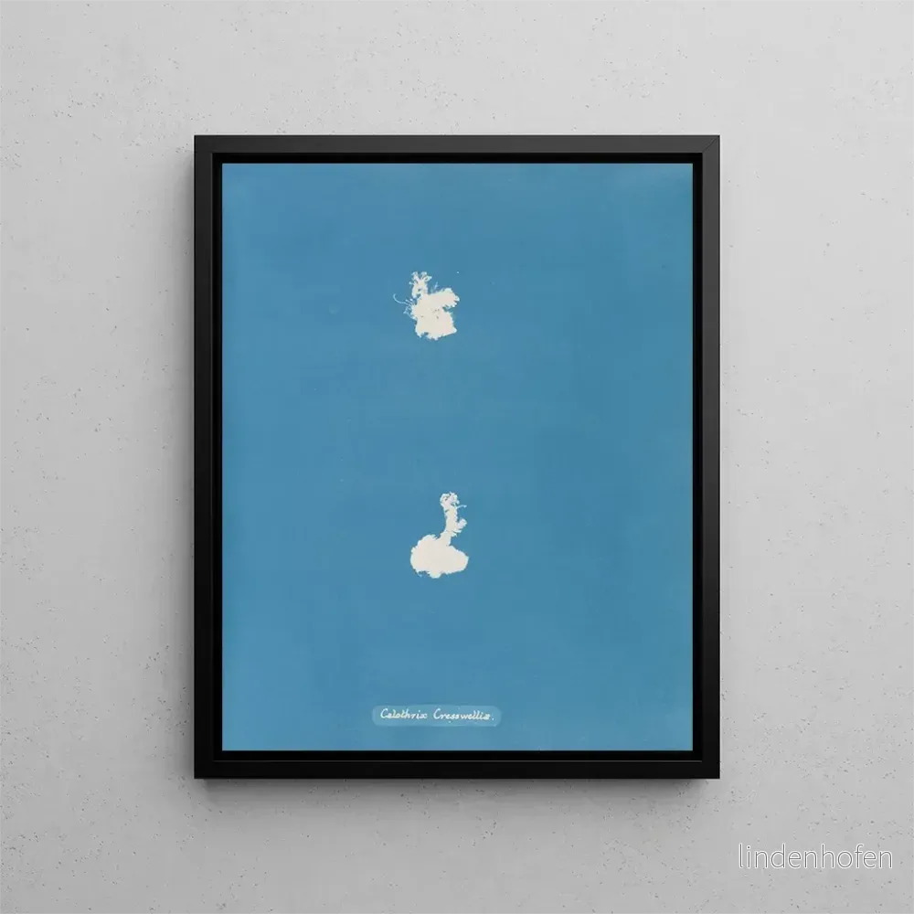 Målning Calothrix cresswelliae - Anna Atkins | Konsttryck