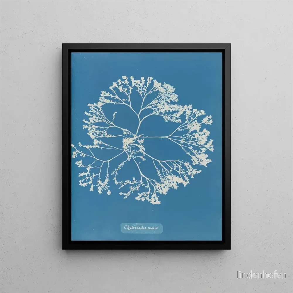 Målning Chylocladia ovalis – Anna Atkins
