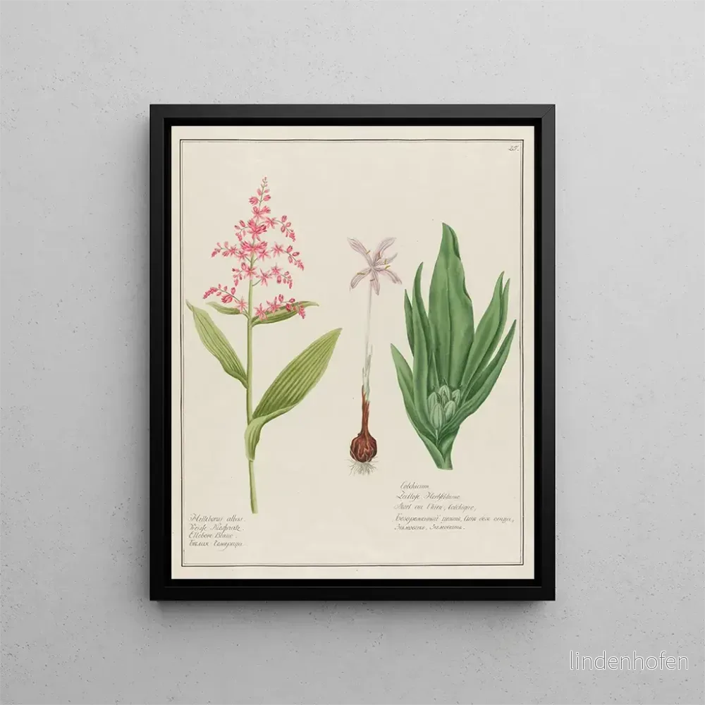 Målning Helleborus albus och Koljika – Petr Martynovich Gofman | Konsttryck Målning Helleborus albus och Koljika – Petr Martynovich Gofman | Konsttryck