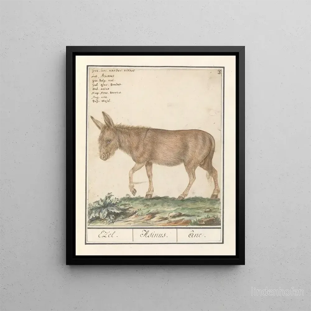 Målning Ezel Donkey Cheval africain Ezel Donkey - Anselmus Botius de Boodt | Konsttryck