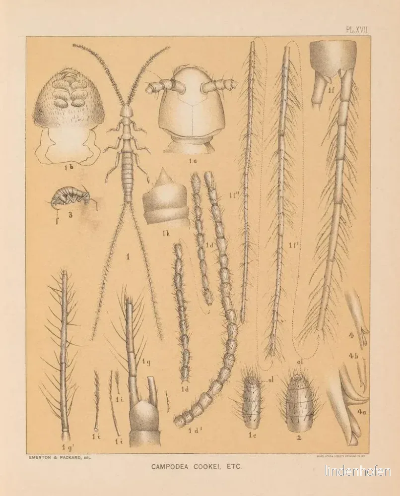Målning La faune des grottes d'Amérique du Nord Pl 17 - Alpheus Spring Packard - Bild 2