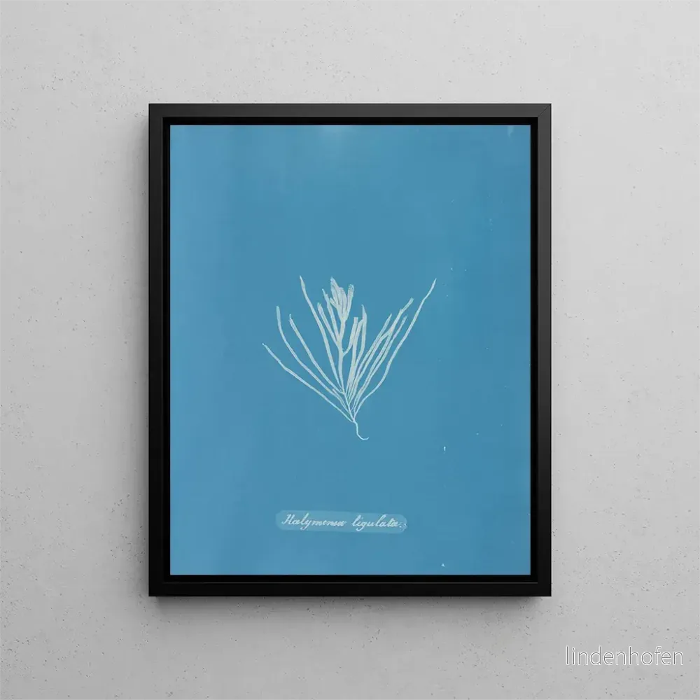 Målning Hylemenia ligulata - Anna Atkins