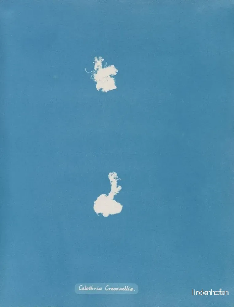 Målning Calothrix cresswelliae - Anna Atkins | Konsttryck - Bild 2
