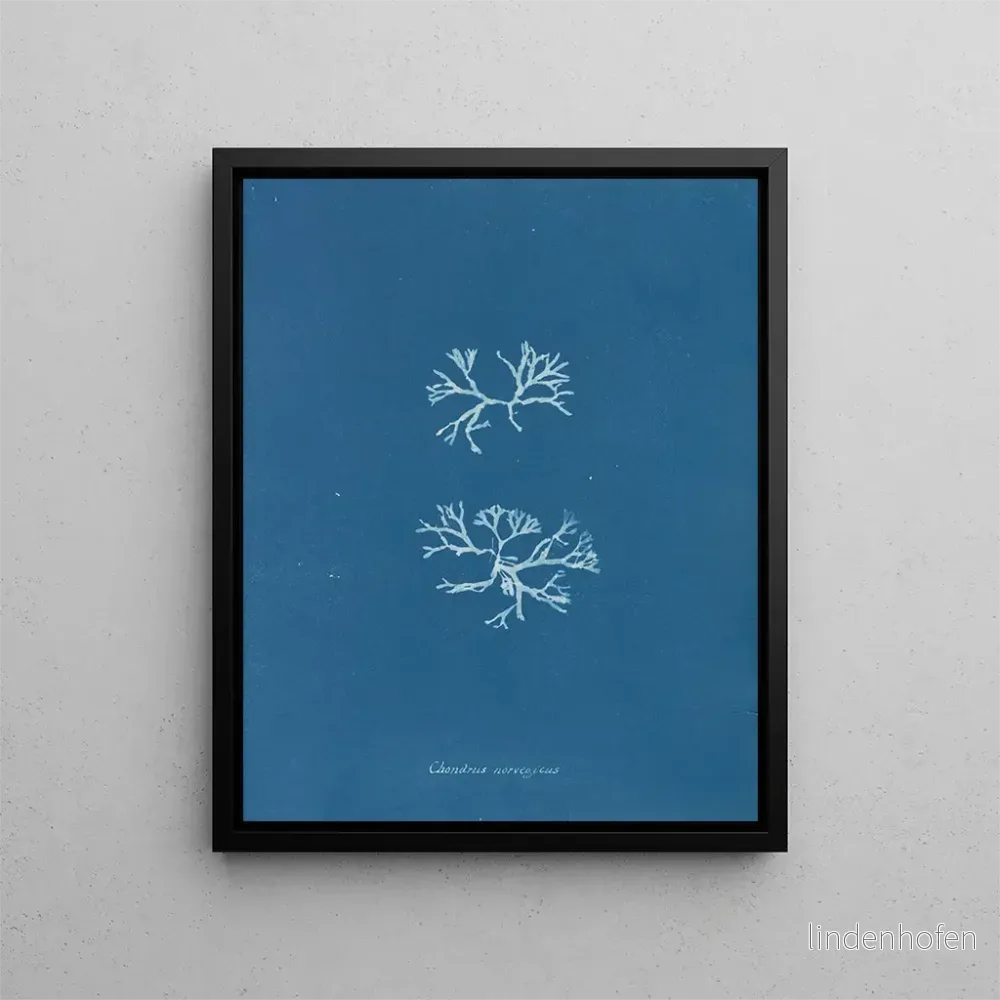 Målning Chondrus norvegicus - Anna Atkins | Konsttryck
