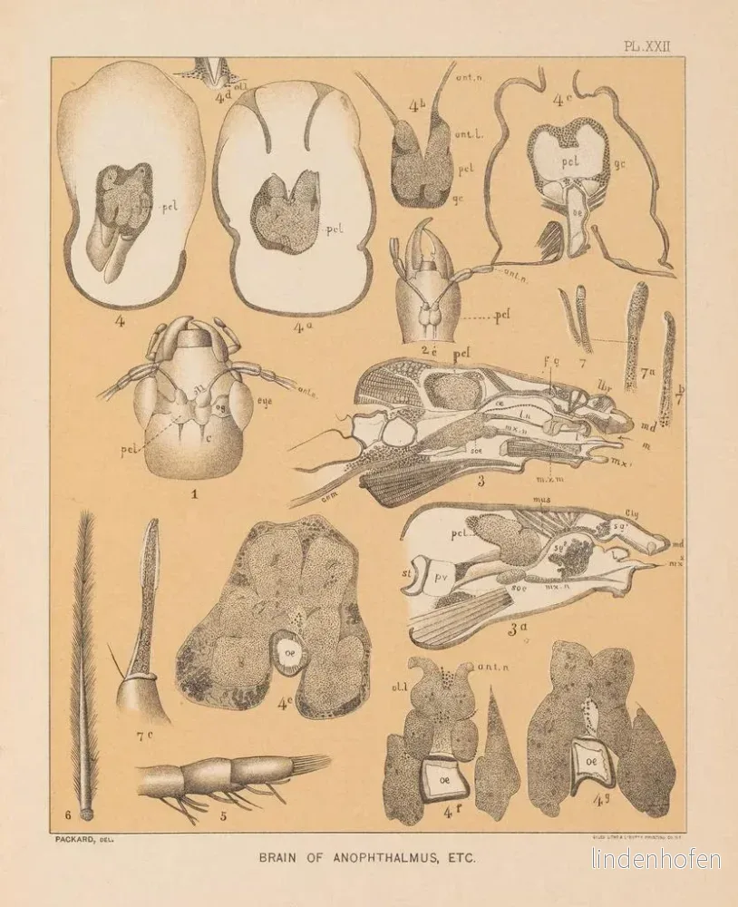 Målning La faune des grottes d'Amérique du Nord Pl 22 - Alpheus Spring Packard | Konsttryck - Bild 2
