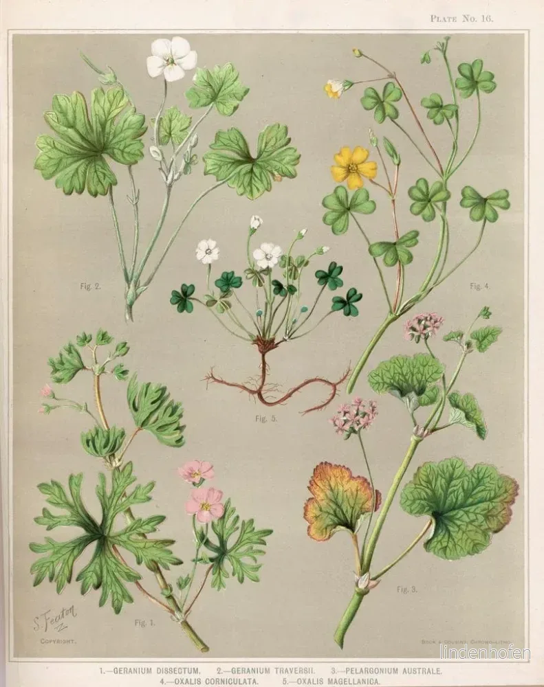 Målning 1 Géranium dissectum 2 Géranium traversii 3 Pélargonium australe 4 Oxalis corniculata 5 Oxalis magellanica - Sarah Featon | Konsttryck - Bild 2