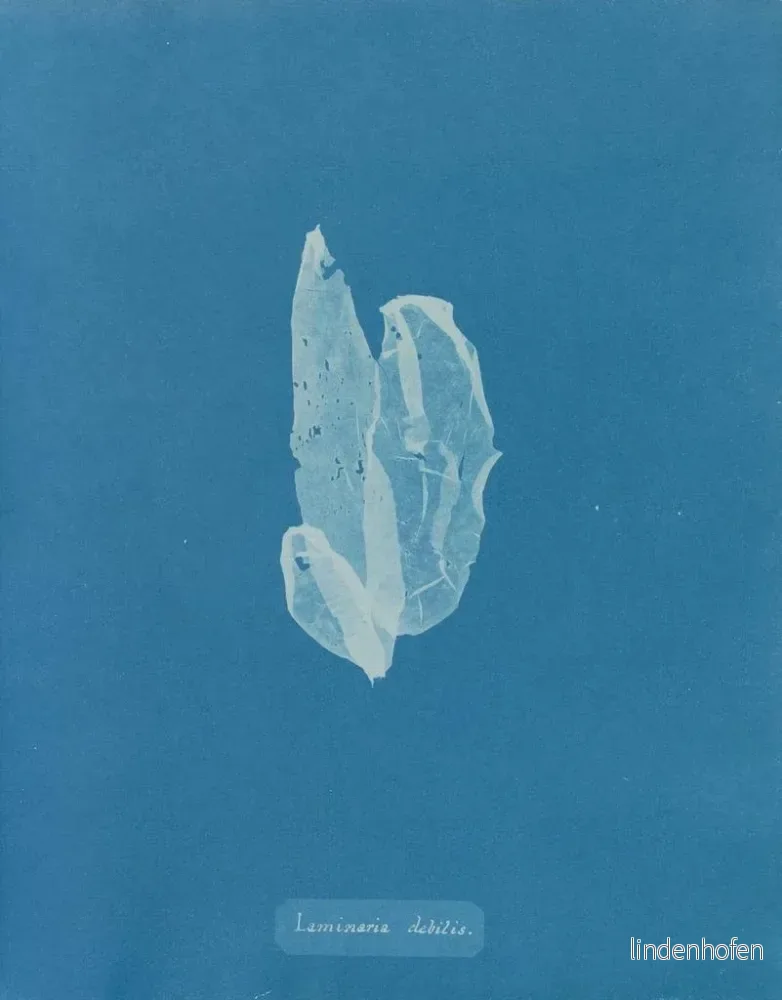 Målning La laminaire est faible - Anna Atkins | Konsttryck - Bild 2
