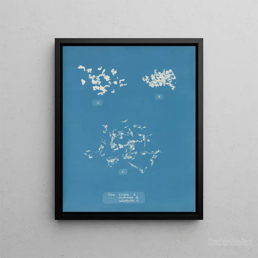 Målning Ulva crispa A - Anna Atkins | Konsttryck