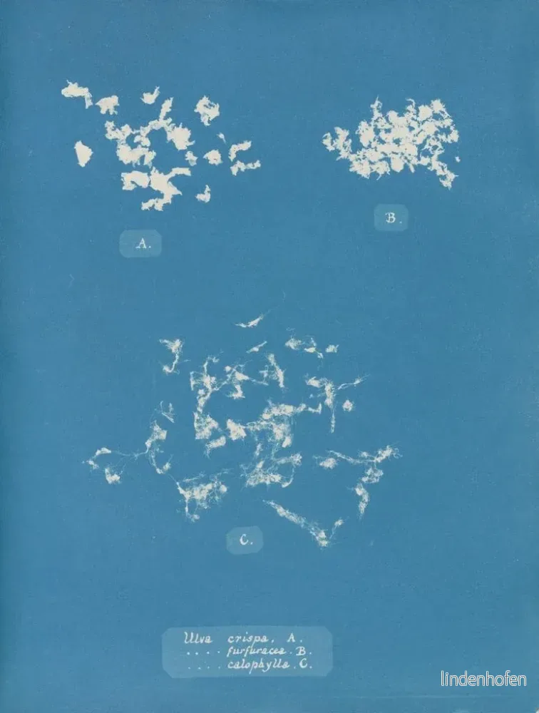 Målning Ulva crispa A - Anna Atkins | Konsttryck - Bild 2