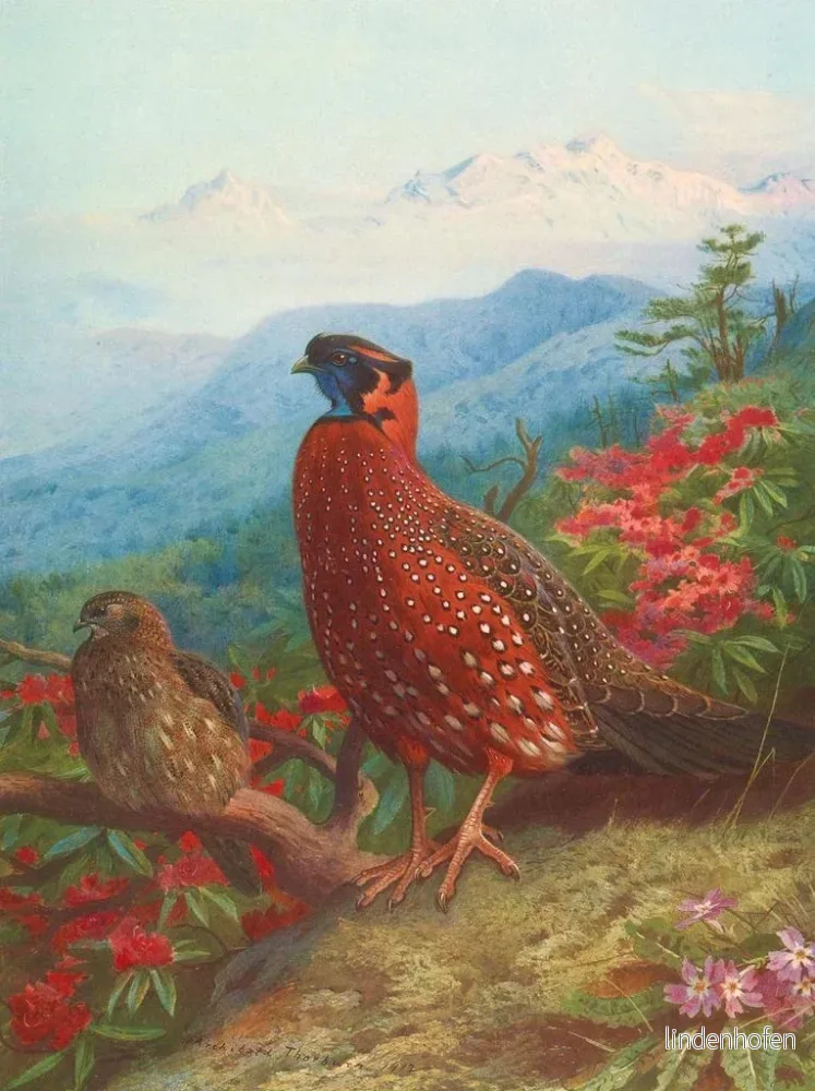 Målning Le Satyre tragopan - Archibald Thorburn | Konsttryck - Bild 2