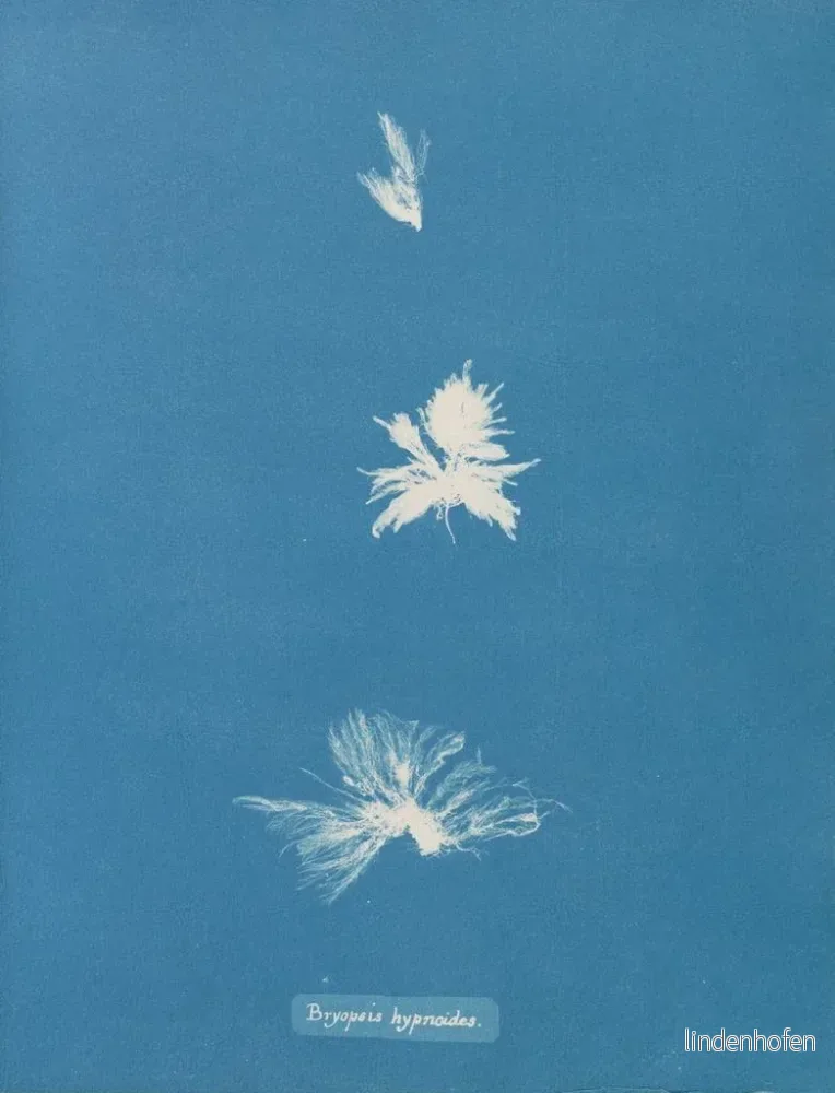 Målning Bryopsis hypnoides - Anna Atkins | Konsttryck - Bild 2