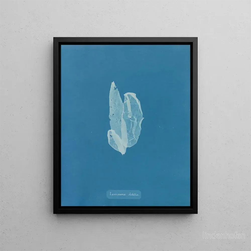 Målning La laminaire est faible – Anna Atkins | Konsttryck