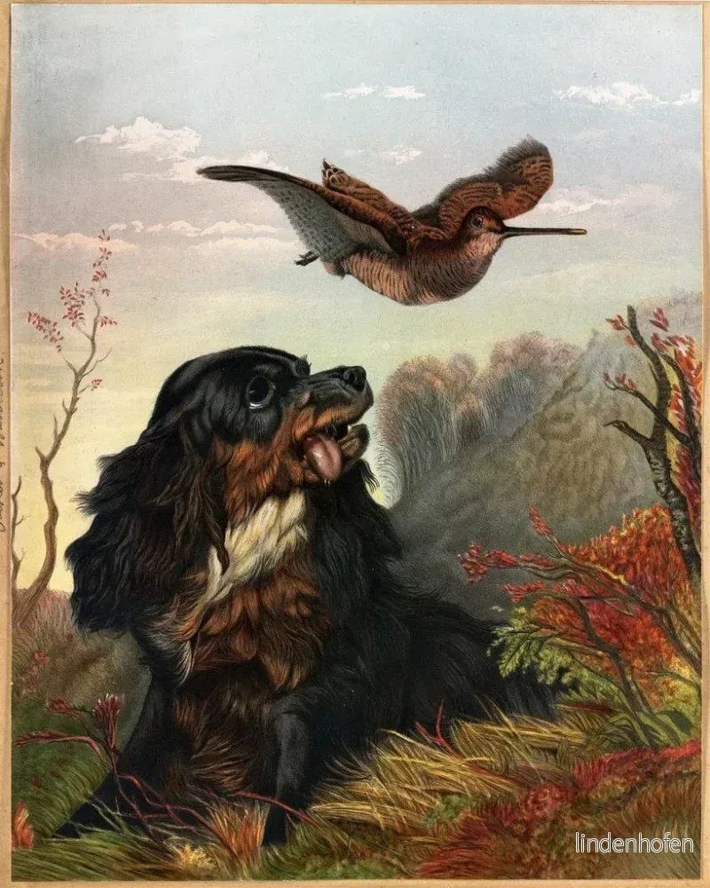 Målning Cocker och Bäver - Arthur Fitzwilliam Tait | Konsttryck - Bild 2